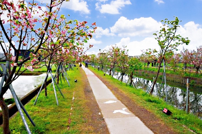 宜蘭羅東羅莊櫻花步道 | 羅莊大排 | 最美的平地賞櫻步道