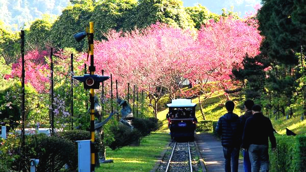 2023九族文化村櫻花祭｜欣賞滿山遍野的櫻花｜搭纜車、一日遊樂園攻略