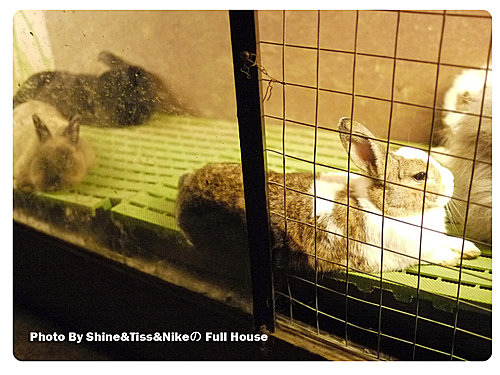 八里兔子餐廳,to house,兔子餐廳