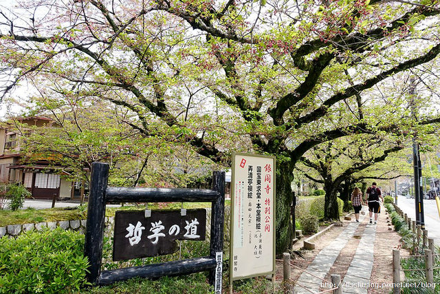 京都景點｜哲學之道｜賞櫻必去，抓住櫻花的尾巴｜一路愜意到南禪寺