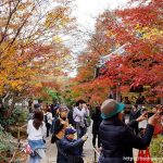 即時熱門文章：京都賞楓｜嵐山常寂光寺｜最美楓紅在這裡!