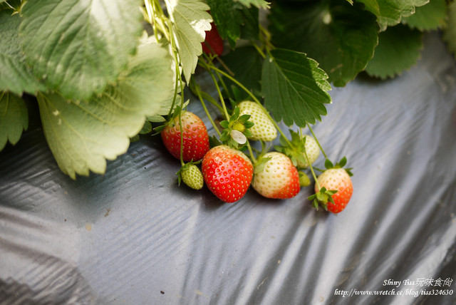 莓圃觀光休閒果園｜內湖採草莓｜超讓人驚豔的草莓繽紛pizaa｜白石湖吊橋踏青