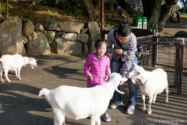 九州親子景點｜能古島玄海國定公園Nokonoshima Island Park｜餵小動物、賞花好去處