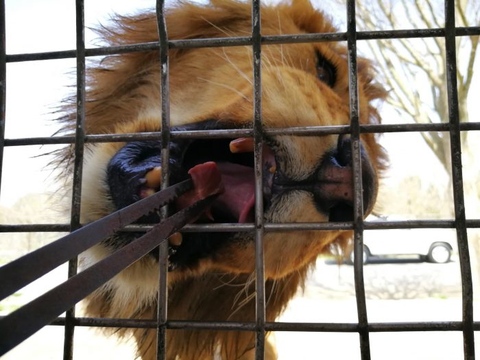九州別府必遊親子景點推薦｜九州野生動物園｜搭乘叢林巴士近距離餵食獅子超刺激
