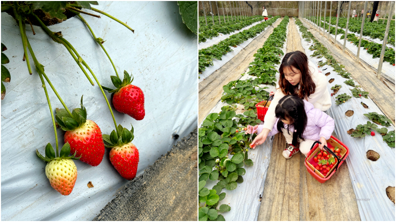 【北部採草莓推薦】323溫室精緻農場，桃園採草莓、採果好去處